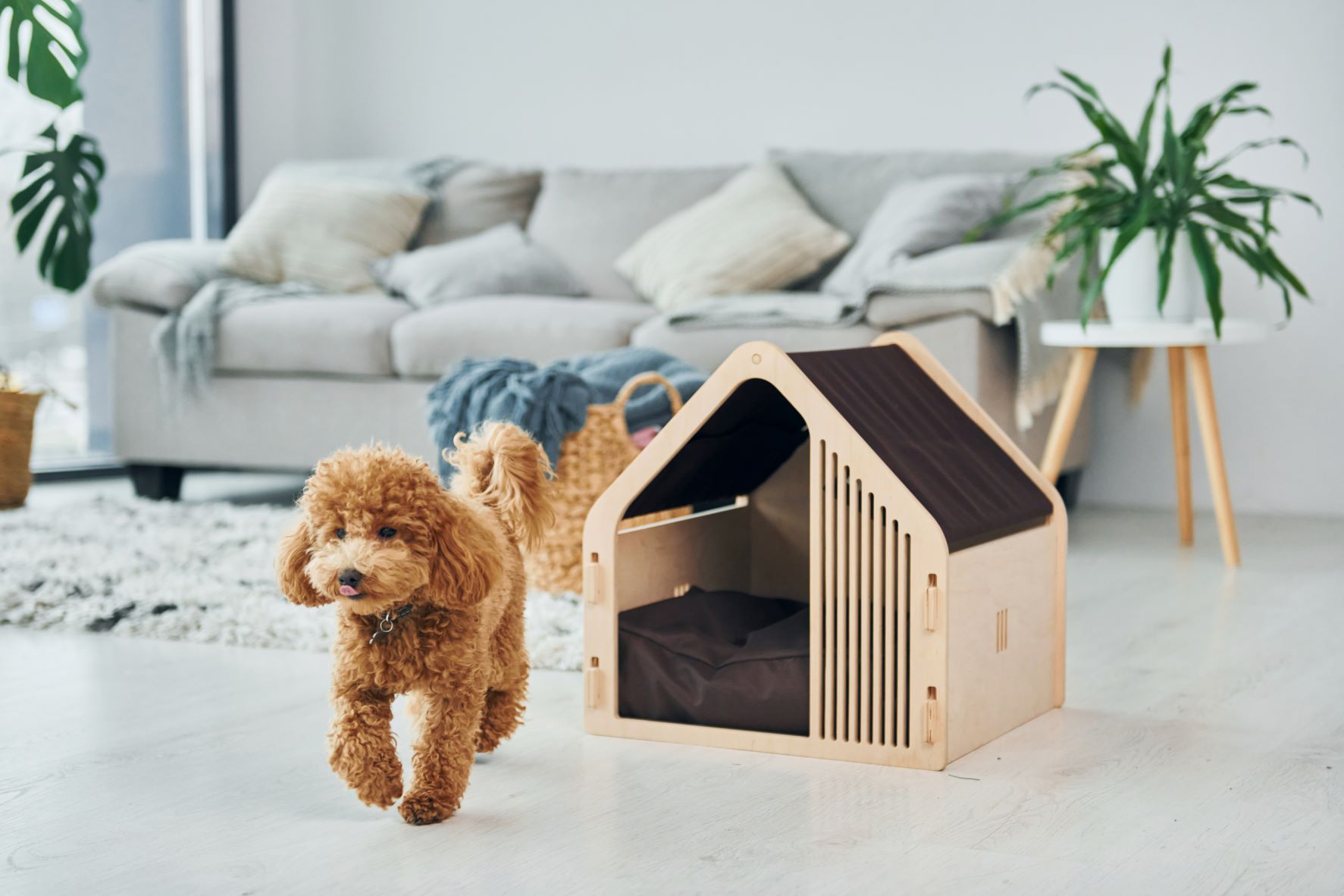 cute-little-poodle-puppy-with-pet-booth-indoors-modern-domestic-room-animal-house.jpg